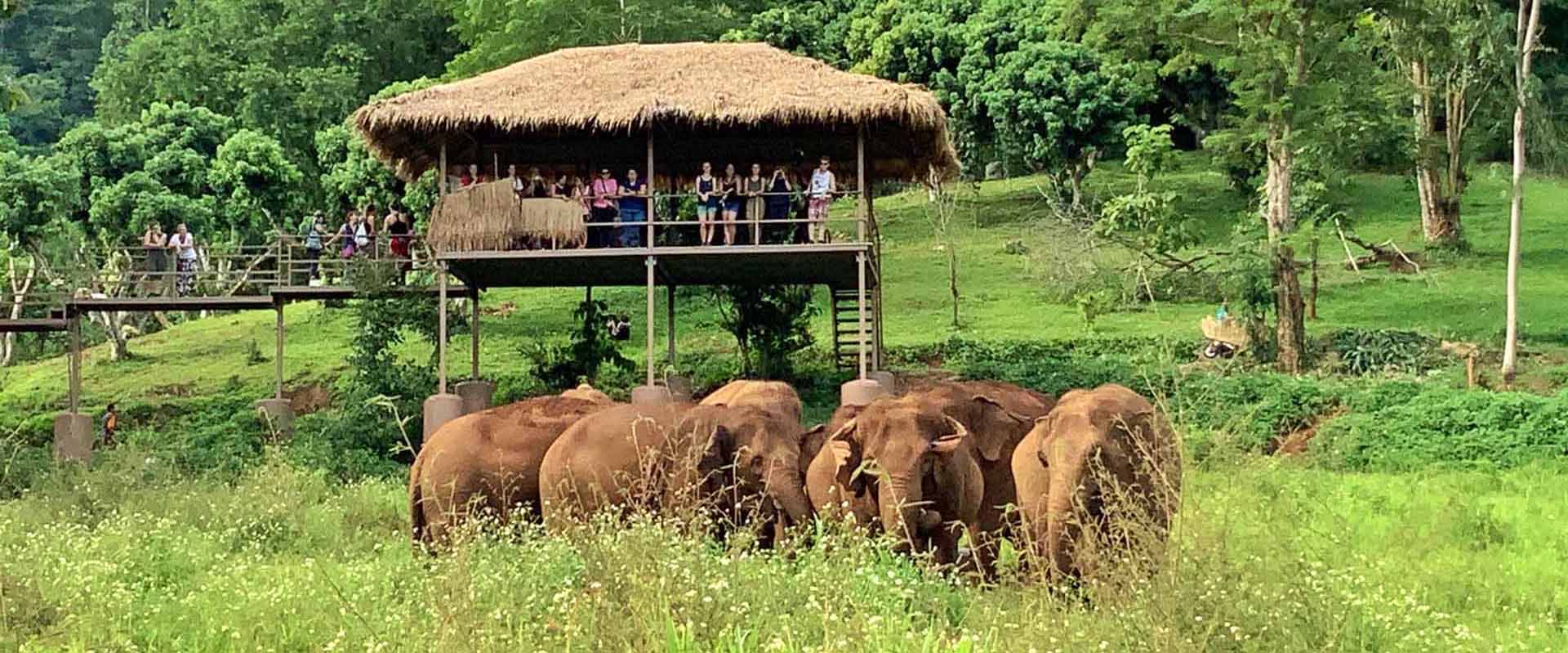 Visitors watching elephants from a viewing platform at Samui Elephant Kingdom